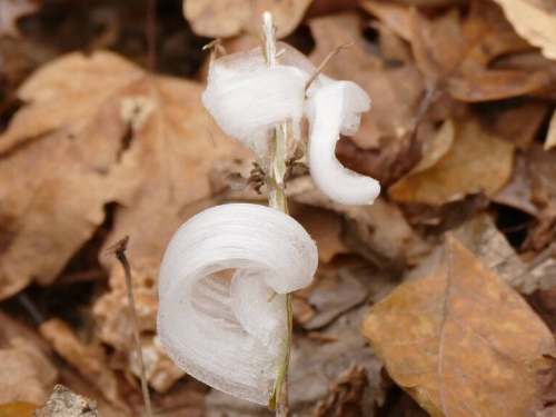 美國急凍限定！罕見「霜花」綻放 如棉花糖般、日出後即消失