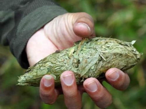 4種珍貴的動物排泄物：貓屎咖啡上榜，最後一種價值堪比黃金