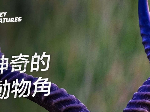動物們神奇的角 | 奇怪動物紀錄片
