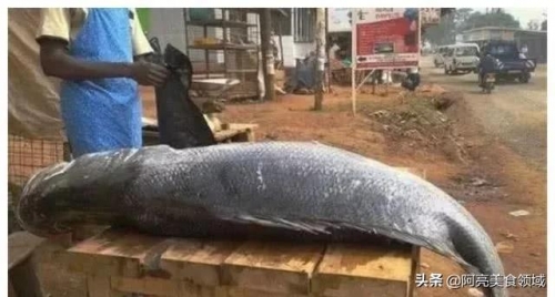1米長的鱸魚在這裡都長成球了，當地人：懶得撿，沒人吃