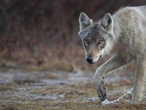 野生狼進化會用工具覓食！ 加拿大直擊影片令學者驚訝