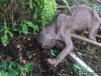 神秘生物被誤認成水鬼，真相終於大白！不禁讓人一陣心酸…