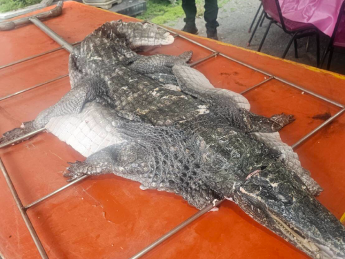 中秋最狂烤肉！ 台中霸氣「烤全鱷」