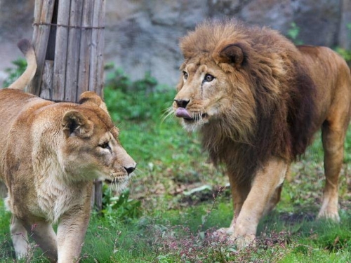 小屁獅張口「搗蛋」 獅爸氣炸狂追、出動獅媽「調停」