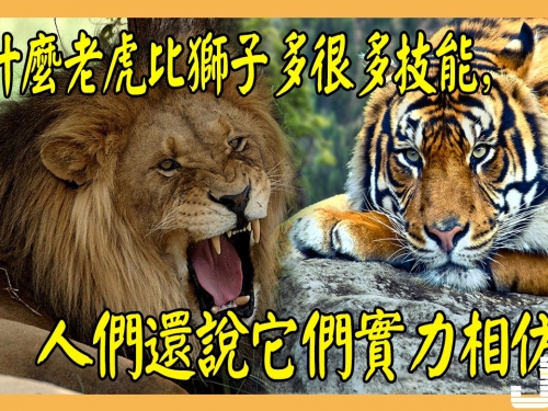 為什麼老虎比獅子多很多技能，人們還說它們實力相仿？