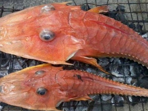 深海怪物現身澳洲 魚眼蝦身卻有鳥名