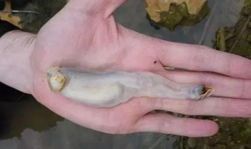 科學家發現新型生物，不吃草也不吃肉，卻專門靠吃石頭生存