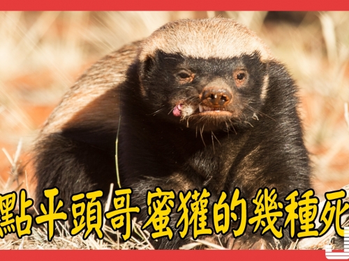 盤點平頭哥蜜獾的幾種死法, 最後一種讓它死不瞑目！