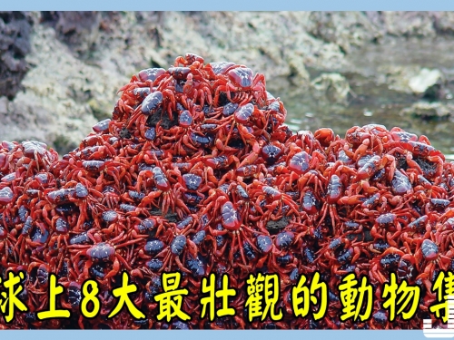 地球上8大最壯觀的動物集群，第6個幾小時就能毀滅整個鄉村