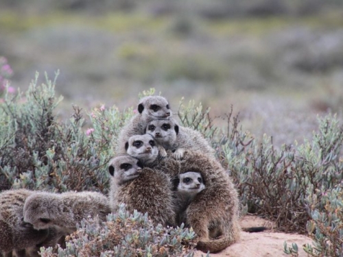 越是懂得「合作」的動物，越不容易罹癌？
