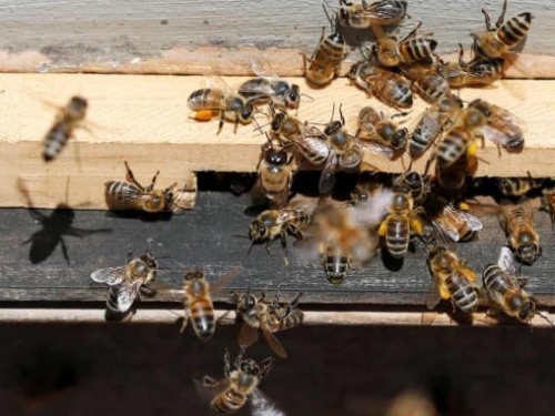 英國學者警告：昆蟲正在滅絕，對其他生物並非好事