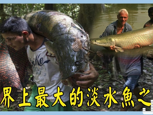 世界上最大的淡水魚之一，體型巨大笨重，漁民常常用木棍敲暈拖上船