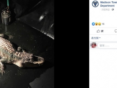 驚！美男買小鱷魚養在地下室 25年後大到嚇壞警.