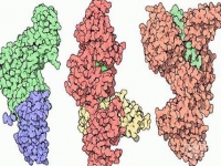 世界上最毒的物質，肉毒杆菌成毒王之王[10P]