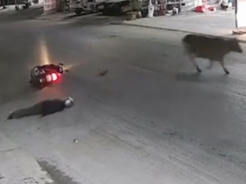 離奇車禍！越南騎士猛撞倒地不起 活體「藍寶堅尼」反應曝光