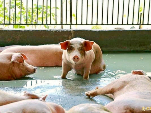 非洲豬瘟不傳人「怕什麼」？