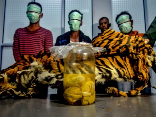 遏止瀕絕盜獵行為 印尼警方抄出蘇門答臘虎皮、4個胚胎
