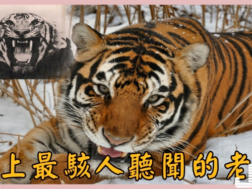 史上最駭人聽聞的老虎是100年前的一隻雌性孟加拉虎（Champawat Tiger）