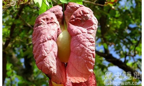 世界上最醜的花:又醜又臭