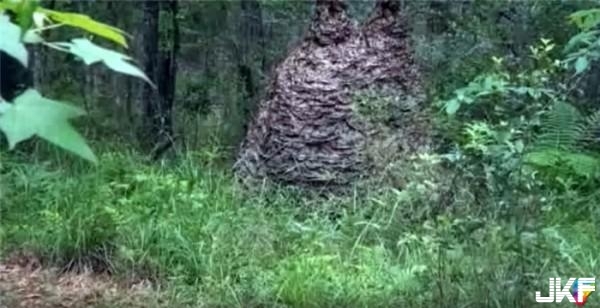 科學家在山林深處發現一個巨型「貓雕塑」，當大家走近的瞬間一看。。。連動物學家都當場嚇跑了！