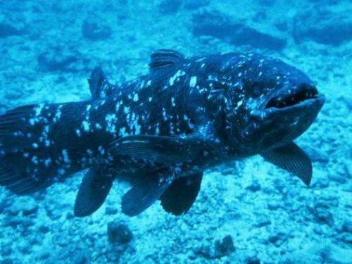 這種被認為早已滅絕的史前生物，再一次出現在科學家的視野中