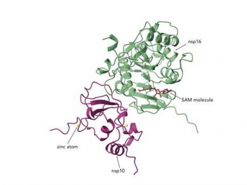 科學家找到新冠病毒的潛在新藥靶標