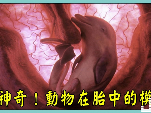 好神奇！動物在胎中的模樣，每張都感到對生命喜悅太美了！