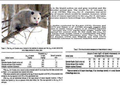 動物界的那些“最強之盾”，免疫蛇毒，以一當百，肉盾坦克