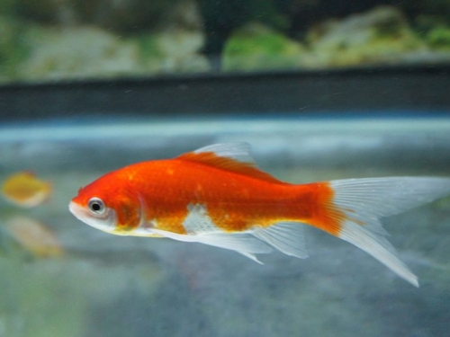 魚也可以被訓練？其實魚的記憶只有並非7秒，甚至和人類相近！