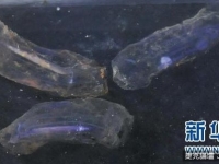 大陸蛟龍號西南印度洋深潛　帶回30公分粉紅神秘生物