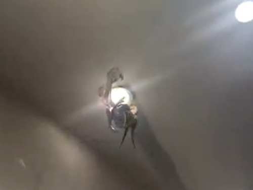 餐廳主打「生猛海鮮」料理 他飯吃一半驚：章魚爬天花板