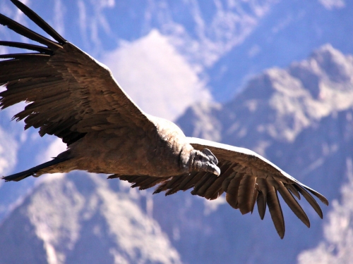 世界最大飛禽 安地斯神鷹即將絕跡？