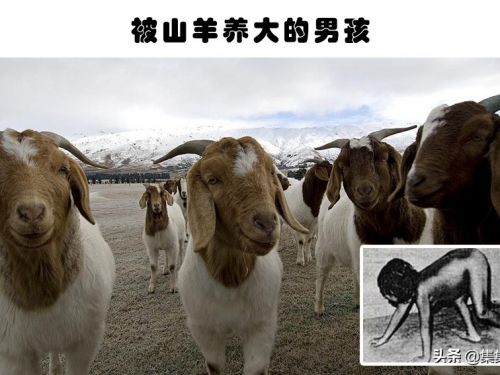 真實案例：因特殊原因，被動物養大的6名人類孩子