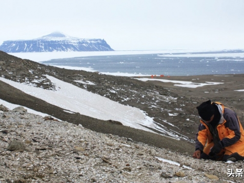 科學家們在南極洲發現了第一塊青蛙化石