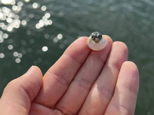 他意外釣到「白色拇指氣球」 河豚寶寶氣噗噗控訴：快放我走！