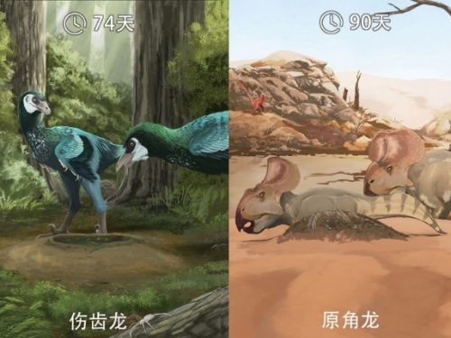 漲知識了，恐龍蛋化石裡，竟然藏著這麼多恐龍的秘密！