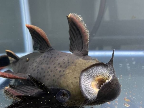 鯰魚「張大嘴翻肚」躺魚缸底部...飼主笑稱：熱昏頭