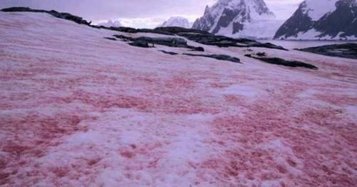 北極現紅色的雪，看上去就像一片紅色的海洋，它在預示著什麼？