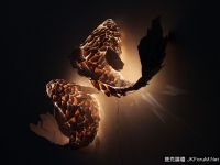 極具創意的十款吊燈 原來吊燈也可以這麼美