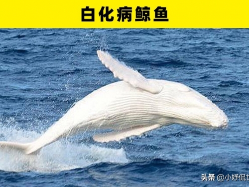 白化動物：地球上出現過的8種令人驚奇的全白或白化動物