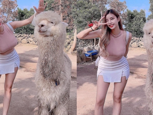 草尼馬真的好大！巨乳姐姐和巨型羊駝合照　網友：旁邊是雙峰駱駝？