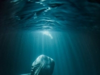 世界上體型最大的魚類：鯨鯊