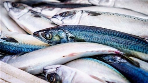 這國家天降上萬「活魚」…慶神秘節日