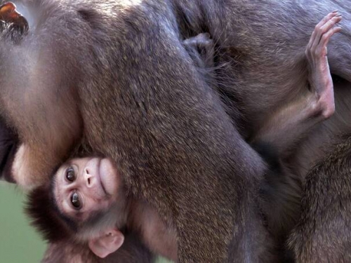 驚！母狒狒死守夭折寶寶卻吃了牠 專家曝背後原因