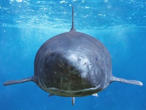 世界最長壽的魚竟逾500歲 從16世紀活到現在