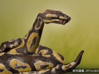 手繪藝術＝畫在手上，把動物玩弄掌間