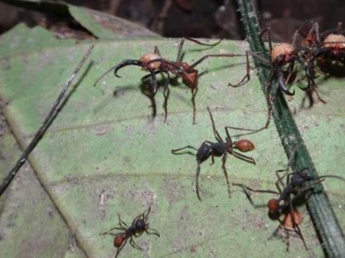 生物學：看到了光明，陸軍螞蟻逐漸恢復視力！
