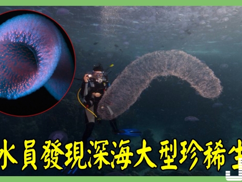 潛水員發現深海大型珍稀生物，體似十幾米大管子！