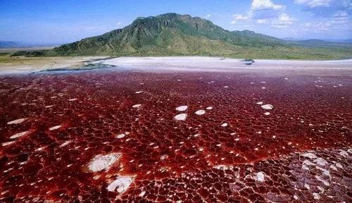 顛覆人類想像的十大地球奇觀-坦尚尼亞納特龍湖