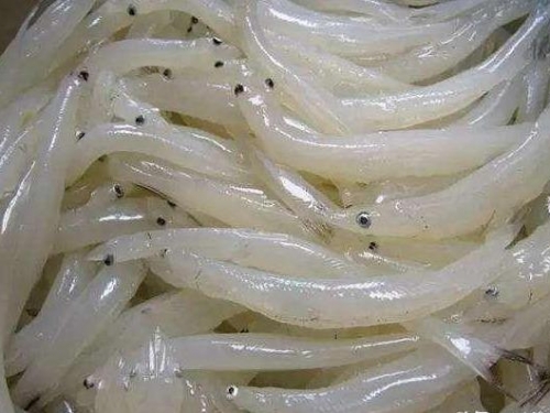 水中能隱身的魚，除了大眼睛身體完全透明，吃了啥食物一目瞭然